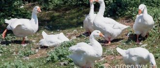 При выращивании водоплавающей птицы хозяева рассчитывают на мясную, яичную, а также ценную пухо-перьевую продукцию